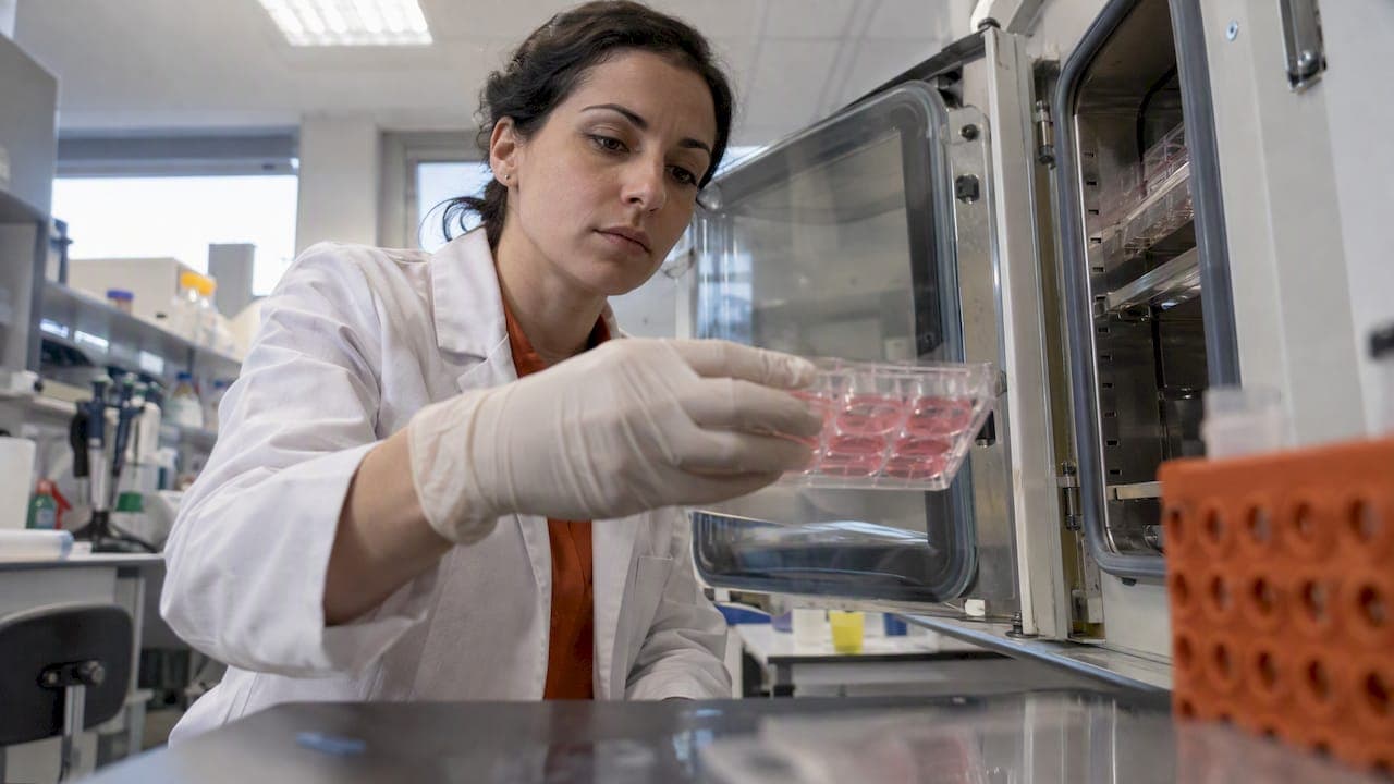 Эффективность дифференцировки iPSC: как предсказать результат и повысить выход