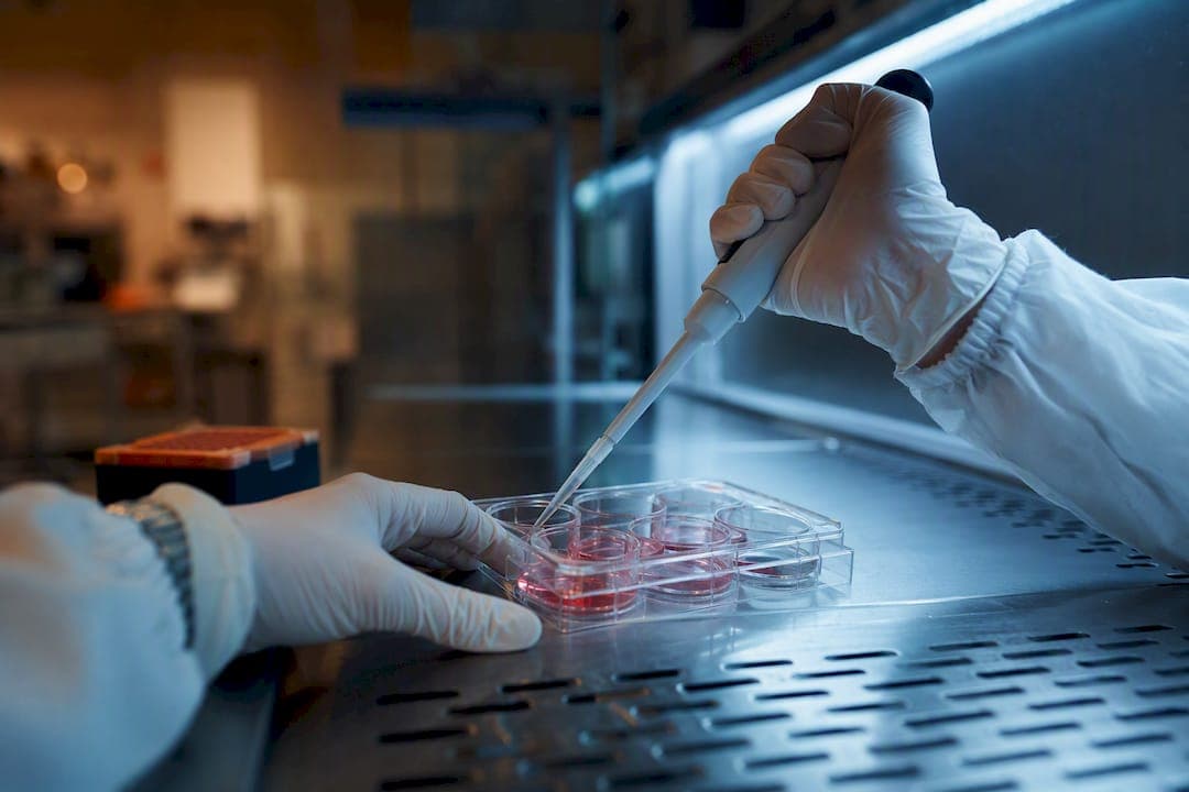 Différenciation de cardiomyocytes iPSC : le protocole qui fonctionne