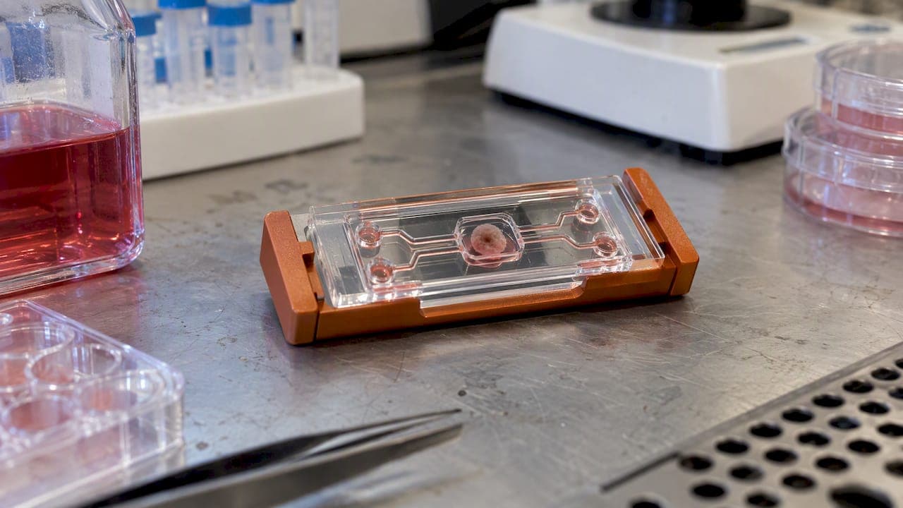 Biobank to Model Pipeline: Von der Gewebeprobe zum validierten Organoidmodell